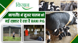 नागालैंड में रानी सुअर Rani Pig in Nagaland