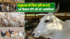 पशुपालन को कृषि का दर्जा Animal husbandry gets agricultural Status