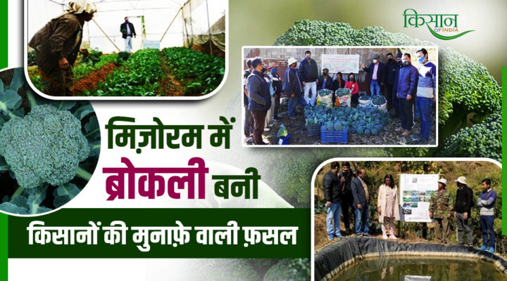 ब्रोकली की खेती Cultivation of Broccoli