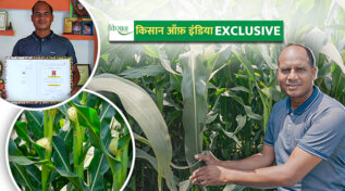 मक्के की खेती Maize cultivation