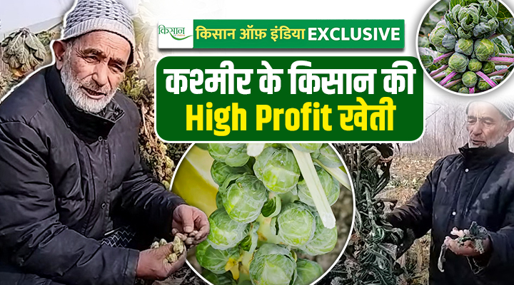 विदेशी सब्ज़ियों की खेती में पुलवामा