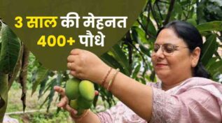 हाई डेंसिटी आम की खेती