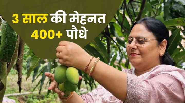 हाई डेंसिटी आम की खेती