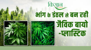 हेम्प वेस्ट से बन रही बायो-प्लास्टिक Bio-plastic being made from hemp waste