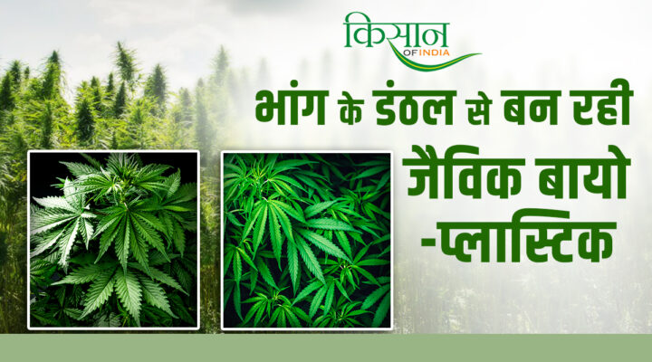 हेम्प वेस्ट से बन रही बायो-प्लास्टिक Bio-plastic being made from hemp waste