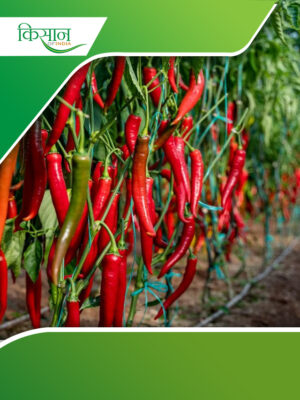 Chilli Cultivation COver