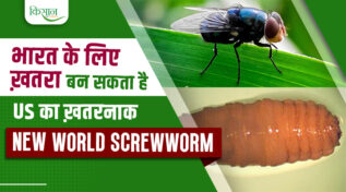 New World Screwworm: क्या है न्यू वर्ल्ड स्क्रूवॉर्म? जानिए भारत के 30 करोड़ पशुओं पर क्यों है मंडराता संकट!