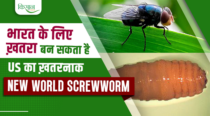 New World Screwworm: क्या है न्यू वर्ल्ड स्क्रूवॉर्म? जानिए भारत के 30 करोड़ पशुओं पर क्यों है मंडराता संकट!