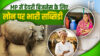 Dr.Bhimrao Ambedkar Kamdhenu Scheme: डॉ. भीमराव अंबेडकर कामधेनु योजना है युवाओं के लिए Dairy Business का गोल्डन चांस, कैसे करें अप्लाई जानिए