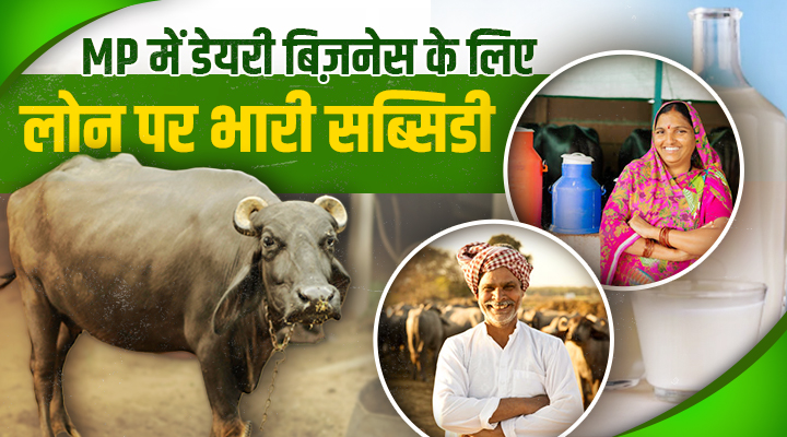 Dr.Bhimrao Ambedkar Kamdhenu Scheme: डॉ. भीमराव अंबेडकर कामधेनु योजना है युवाओं के लिए Dairy Business का गोल्डन चांस, कैसे करें अप्लाई जानिए
