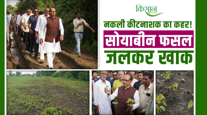 किसानों की सोयाबीन फसल को 'ज़हरीली' दवा ने जलाया,कृषि मंत्री शिवराज सिंह ने किया औचक निरीक्षण, कंपनी पर भड़के