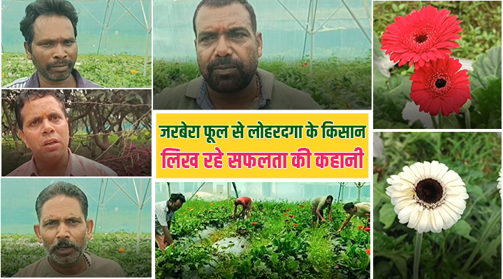 Gerbera Flower Farming: लोहरदगा के किसान शंभू सिंह की आत्मनिर्भरता की नई कहानी, रोज़गार देकर पलायन रोकने में अहम भूमिका