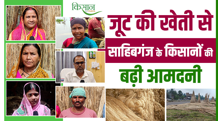 Jute Farming in Jharkhand: जूट की खेती से साहिबगंज के किसान बन रहे संपन्न, लिख रहे आत्मनिर्भरता की सुनहरी कहानी
