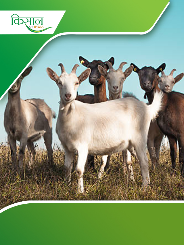 Goat Farming Training Center: बकरी पालन के लिए प्रशिक्षण केंद्र