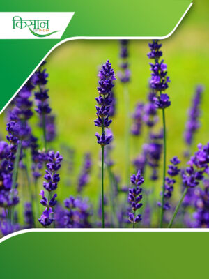 Lavender Cover