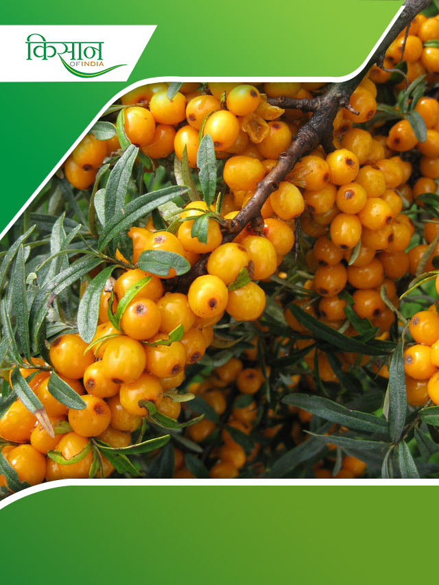 लद्दाख का सुपरफूड फ्रूट है Sea Buckthorn, जानिए इसके बारें में अहम बातें