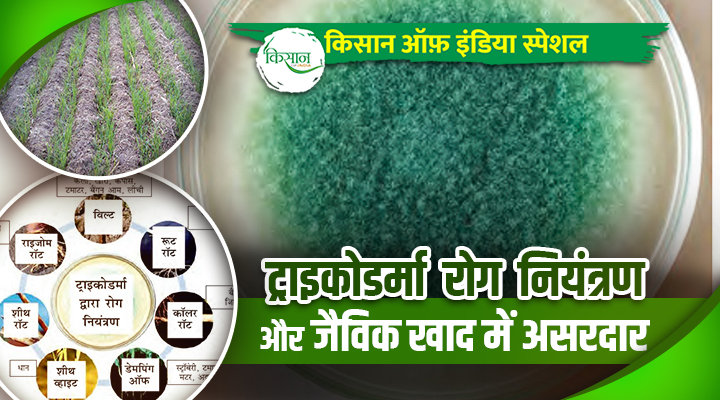 Trichoderma ट्राइकोडर्मा