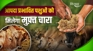 Initiative Of Bihar Government: आपदा में पशुओं की जान बचाएगी 'चारा वितरण योजना', जानिए इसके बारे में विस्तार से