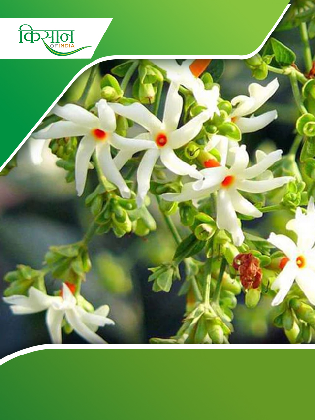 पारिजात हर्बल ऑयल है एंटीएलर्जिक,है कई बीमारियों में फायदेमंद