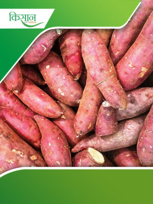 sweet potatoes Cover
