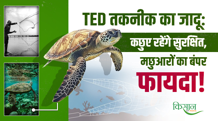 समुद्री कछुओं को बचाने का बड़ा कदम: अब ट्रॉलरों में अनिवार्य होंगे Turtle Excluder Device, मछुआरों का होगा फायदा