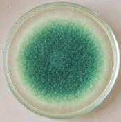 Trichoderma fungicide: जानिए, क्यों खेती का सबसे शानदार जैविक दोस्त है ट्राइकोडर्मा फफूँद?