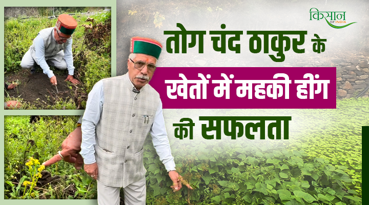 हींग की खेती Hing cultivation