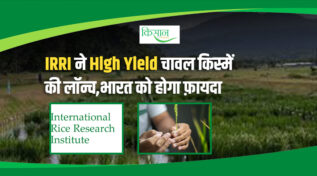 कांगो में उगे IRRI के चार नए चावल, भारत के किसानों के लिए क्यों हैं मौके की बात? जानें पूरी डीटेल