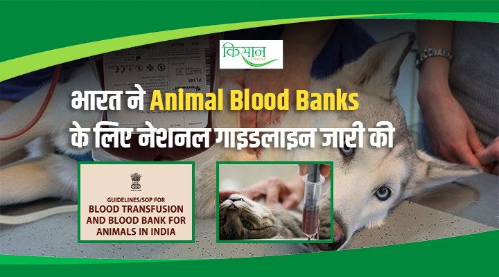Milestone In Veterinary History: भारत में पशुओं के लिए Blood Donation और Blood Banks पर पहला राष्ट्रीय दिशा-निर्देश जारी
