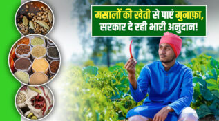Spice Farming In Uttar Pradesh : मसाला की खेती से बढ़ाएं अपनी आमदनी, पाएं 20,000 रुपये प्रति हेक्टेयर अनुदान!