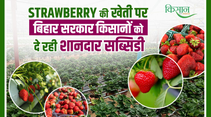 Strawberry Farming in Bihar: बिहार के किसानों के लिए सुनहरा अवसर, स्ट्रॉबेरी की खेती पर 3 लाख रुपये तक मिलेगी सब्सिडी!