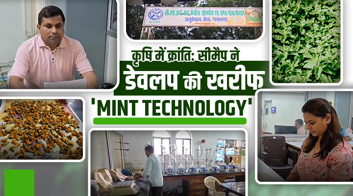 खुशबू और सफलता की नई कहानी: सीमैप की ‘Kharif Mint Technology’ ने बदल दी मेंथा की खेती का नक्शा