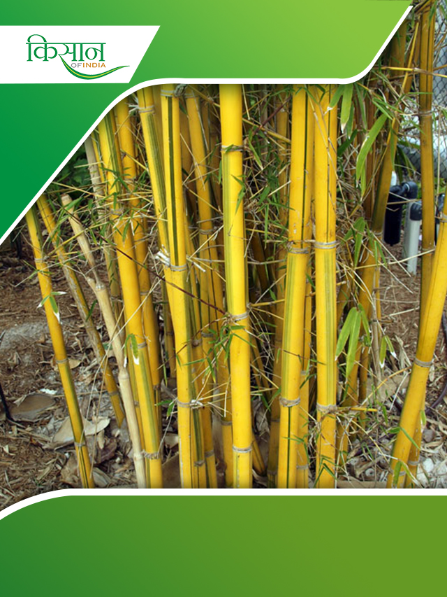 लोकप्रिय इनडोर प्लांट Bamboo के बारें में जानें कुछ शानदार Facts