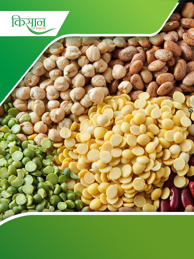 दालों में छिपा है सेहत का राज़, सैकड़ों बीमारियां रहती हैं दूर