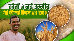 गेहूं की नई क़िस्म WH 1309 wheat new variety WH 1309