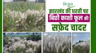 झारखंड की धरती पर बिछी काशी फूल की सफ़ेद चादर White sheet of Kashi flower spread on the land of Jharkhand