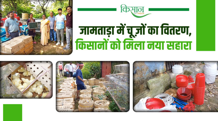 मुख्यमंत्री पशुधन विकास योजना जामताड़ा mukhyamantri pashudhan vikas yojana jamtara