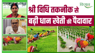 श्री विधि तकनीक System of Rice Intensification