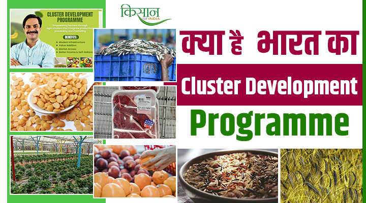 Cluster Development Programme: भारत का क्लस्टर डेवलपमेंट प्रोग्राम है किसानों की आमदनी बढ़ाने की एक क्रांतिकारी रणनीति