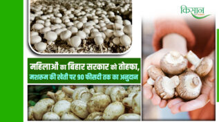Mushroom Farming In Bihar: बिहार में महिला किसानों के लिए ‘सोना’ उगाने का मौका! मशरूम योजना से महिलाएं बन रहीं आत्मनिर्भर