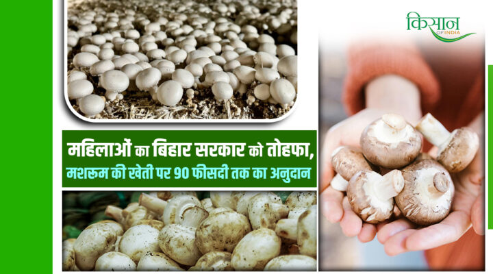 Mushroom Farming In Bihar: बिहार में महिला किसानों के लिए ‘सोना’ उगाने का मौका! मशरूम योजना से महिलाएं बन रहीं आत्मनिर्भर