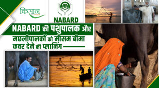 NABARD की प्लानिंग: अब दूध, मछली और झींगा पालन वालों को भी मिलेगा मौसम बीमा, जानिए कैसे बदलेगी किसानों की तकदीर