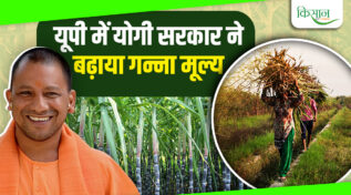 Sugarcane Farmers की झोली में 3000 करोड़ का बोनस, योगी सरकार ने बढ़ाए गन्ना के दाम, अब मिलेंगे 400 रुपये