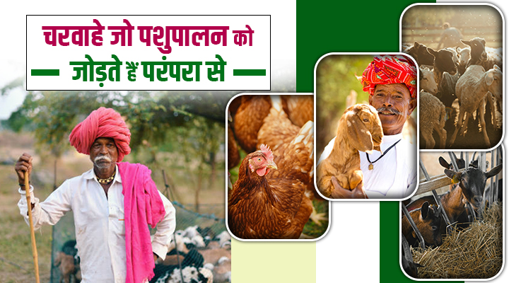 Shepherd Community: भारत की अर्थव्यवस्था और सांस्कृतिक ताने-बाने में ग्रामीण जीवन की धड़कन है चरवाहा समुदाय
