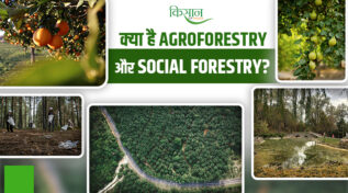 Agroforestry And Social Forestry: कैसे एग्रोफोरेस्ट्री और सोशल फॉरेस्ट्री बदल रही हैं भारत की तस्वीर