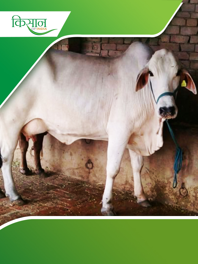 थारपारकर नस्ल गाय की क्या हैं ख़ासियतें, जानिए