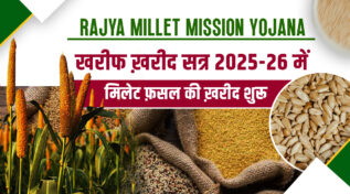 Rajya Millet Mission Yojana: उत्तराखंड में शुरू हुई खरीफ फ़सलों की ख़रीद, किसानों को मिल रहा न्यूनतम समर्थन मूल्य का फ़ायदा