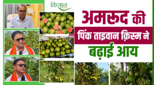 अमरूद की खेती Guava Farming