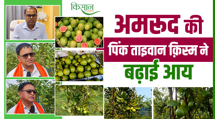 अमरूद की खेती Guava Farming