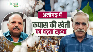 कपास की खेती cotton farming
